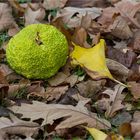 Milchorangenbaum (Maclura pomifera).