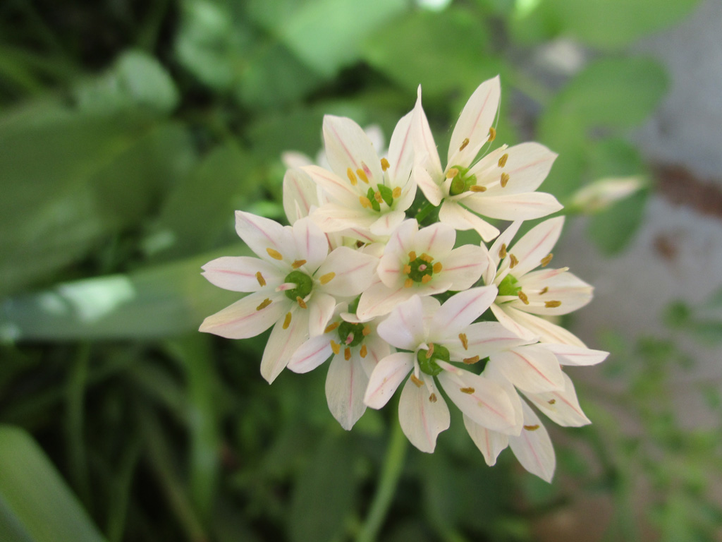 Milchstern Foto & Bild natur, pflanzen, blüten Bilder auf