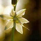 Milchstern-Blüte im Gegenlicht