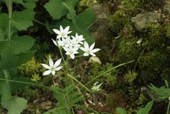 Milchstern im Naturpark von Bad Bellingen