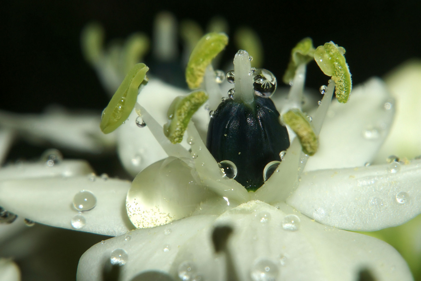 Milchstern im Regen ...