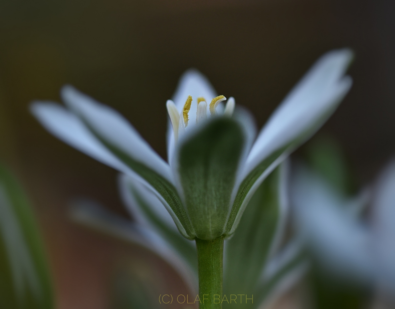 Milchstern (Ornithogalum)