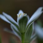 Milchstern (Ornithogalum)