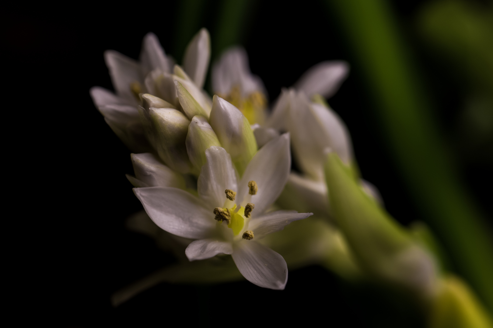 Milchstern - Ornithogalum