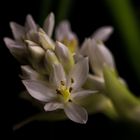 Milchstern - Ornithogalum