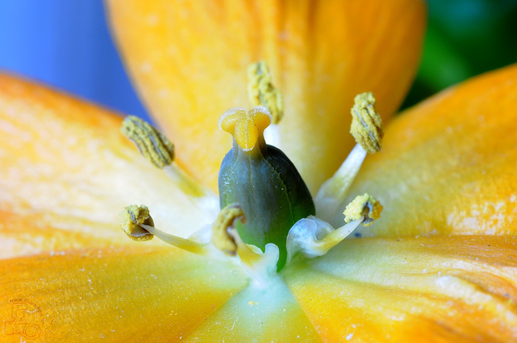 Milchstern Ornithogalum dubium