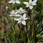 Milchstern: Weißer Lichtblick im Frühling