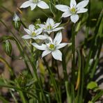 Milchstern: Weißer Lichtblick im Frühling