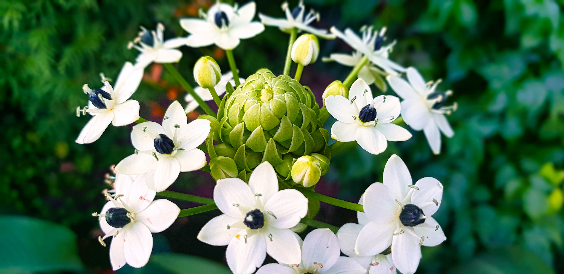 Milchsterne Blüte