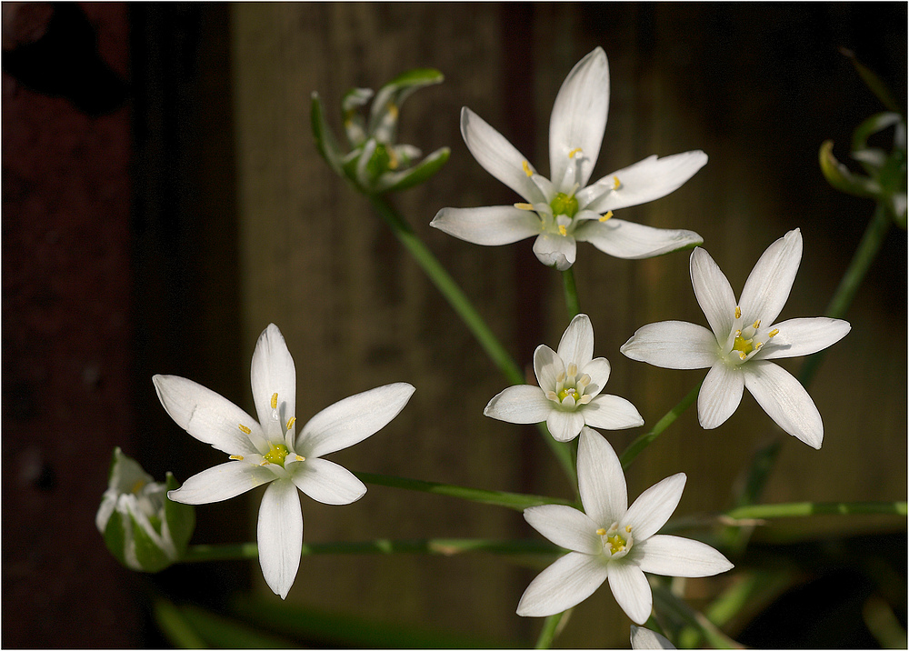 Milchsterne  ( Ornithogalum umbellatumm )