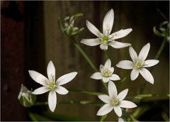 Milchsterne  ( Ornithogalum umbellatumm )