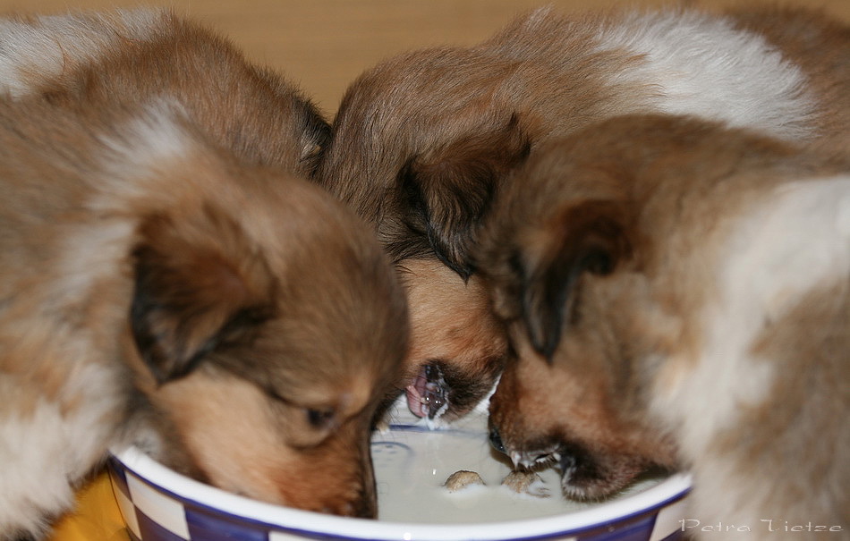 Milchsuppe mit Einlage