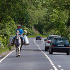 Milchtransport auf den Azoren