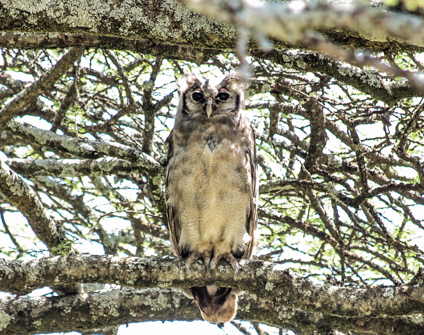 Milchuhu (Bubo lacteus)