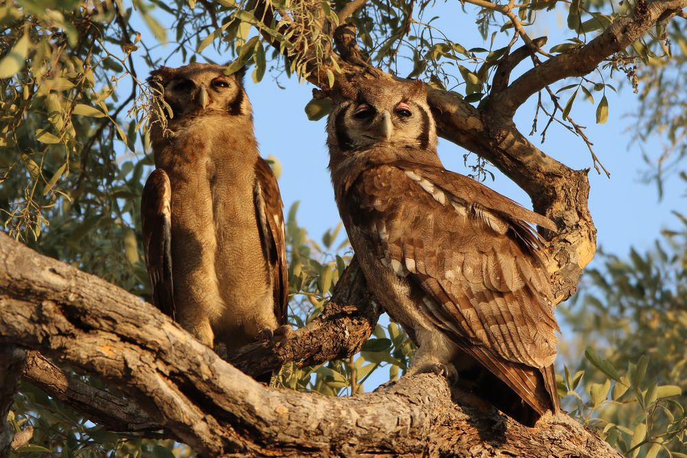 Milchuhu-Verreaux`s Eagle Owi