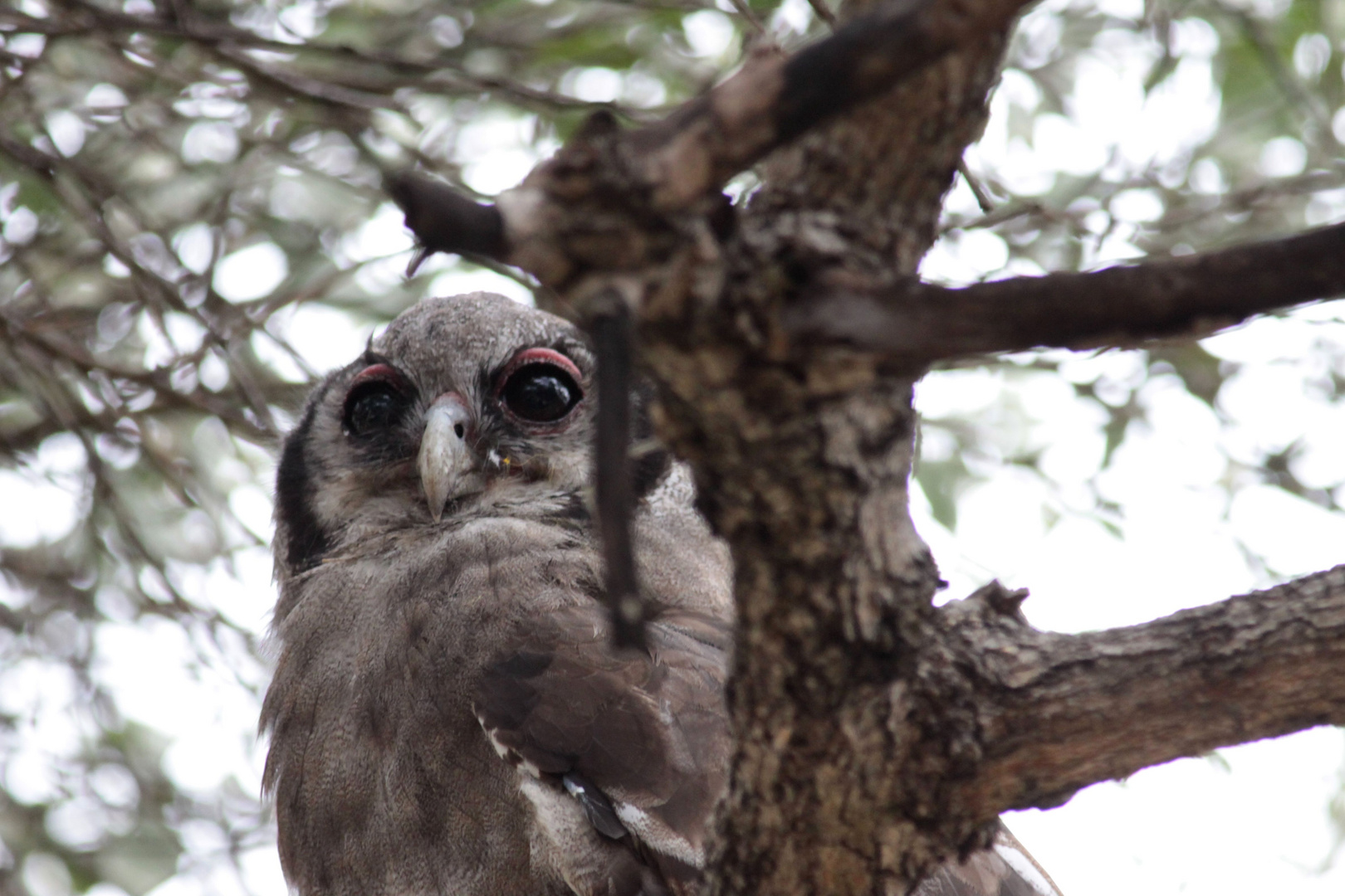 Milchuhu (Verreaux's Eagle-Owl)