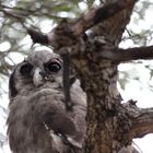 Milchuhu (Verreaux's Eagle-Owl)