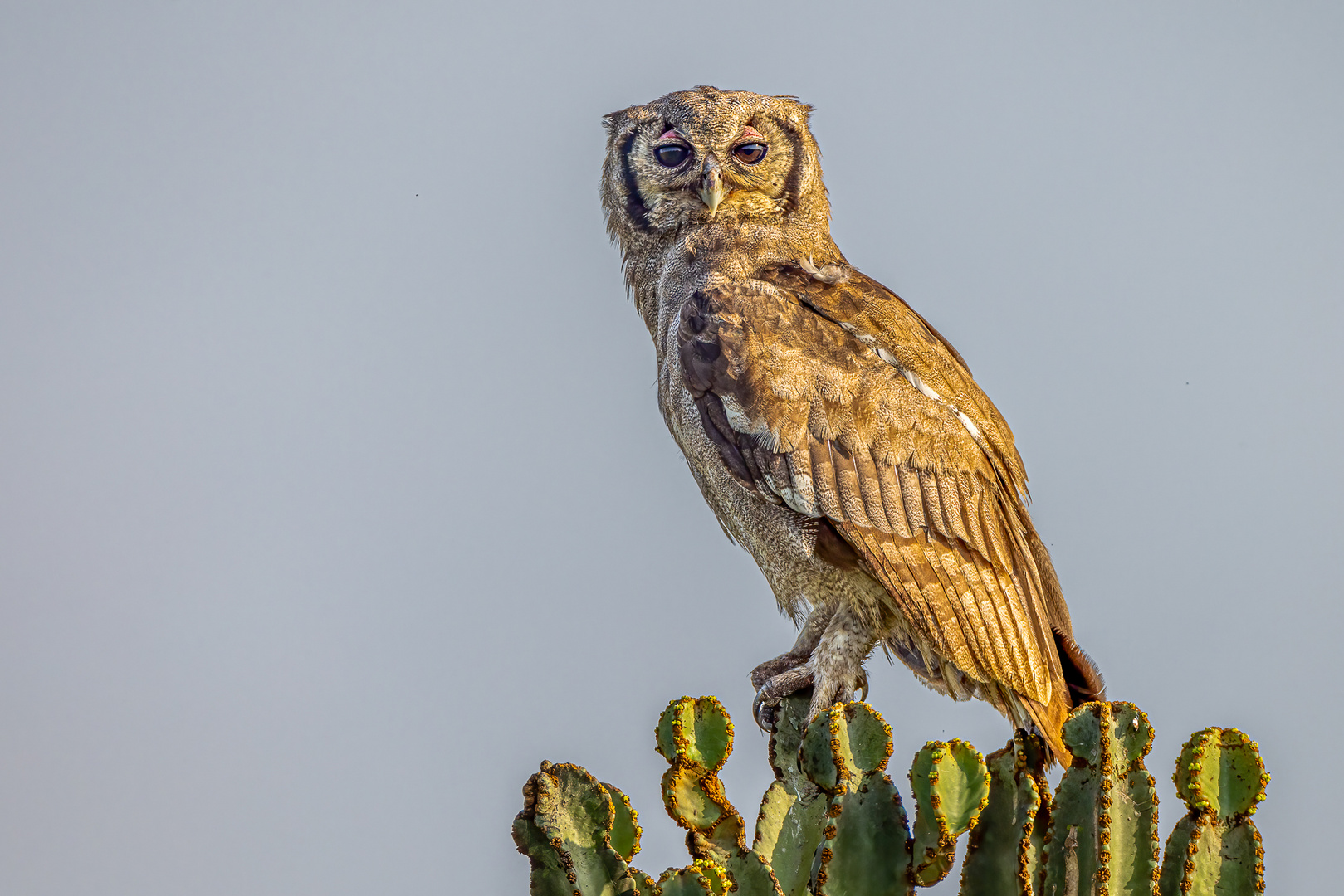 Milchuhu (Verreaux's eagle-owl)