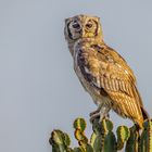 Milchuhu (Verreaux's eagle-owl)