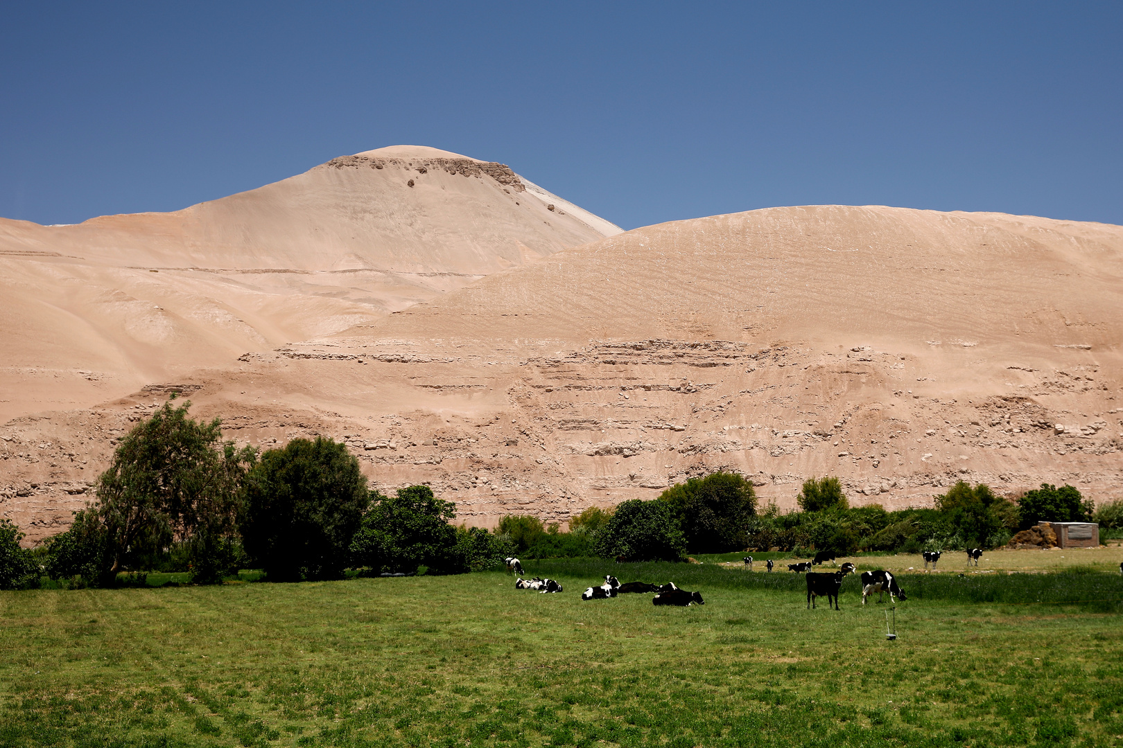 Milchvieh in der Atacama