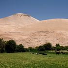 Milchvieh in der Atacama