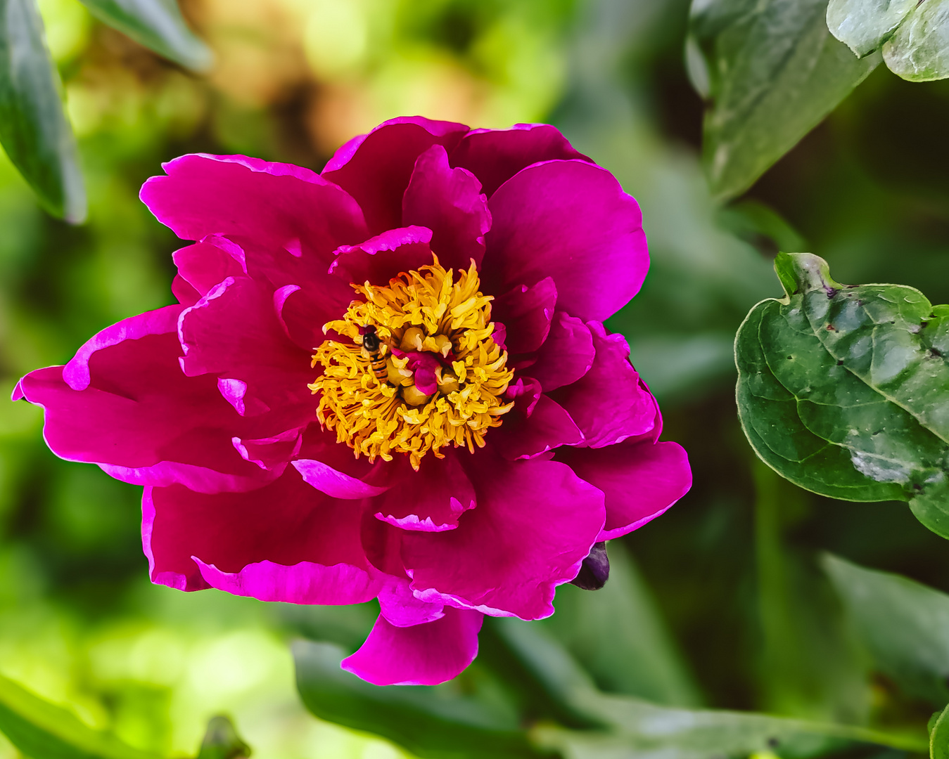 Milchweiße Pfingstrose Paeonia lactiflora