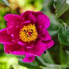 Milchweiße Pfingstrose Paeonia lactiflora