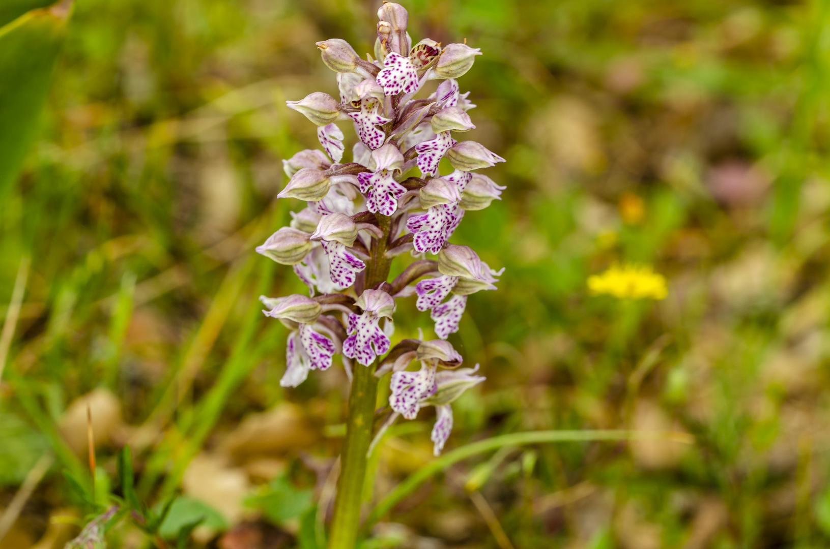 Milchweißes Knabenkraut (Orchis lactea)