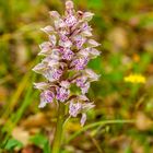 Milchweißes Knabenkraut (Orchis lactea)