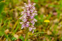 Milchweißes Knabenkraut (Orchis lactea)