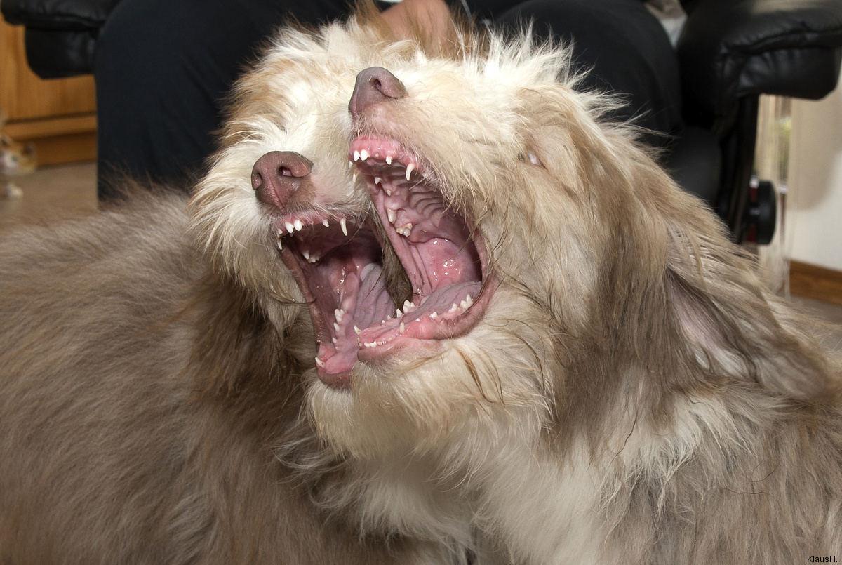 owalo design Hunde Milchzahne