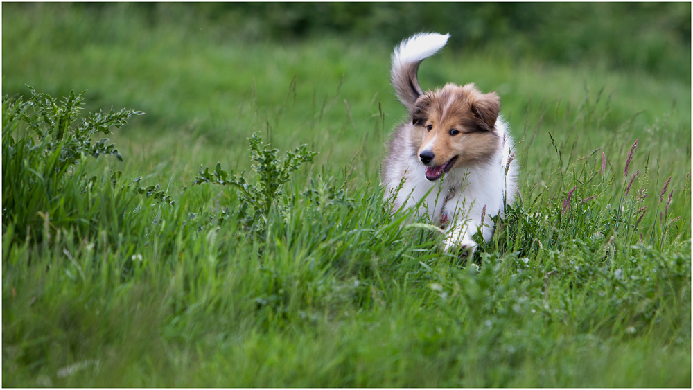 Milchzahnkampfhund :-)