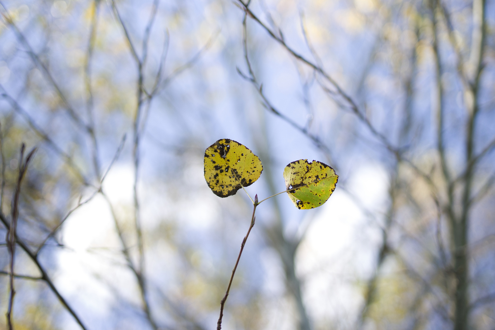 Milder Herbst