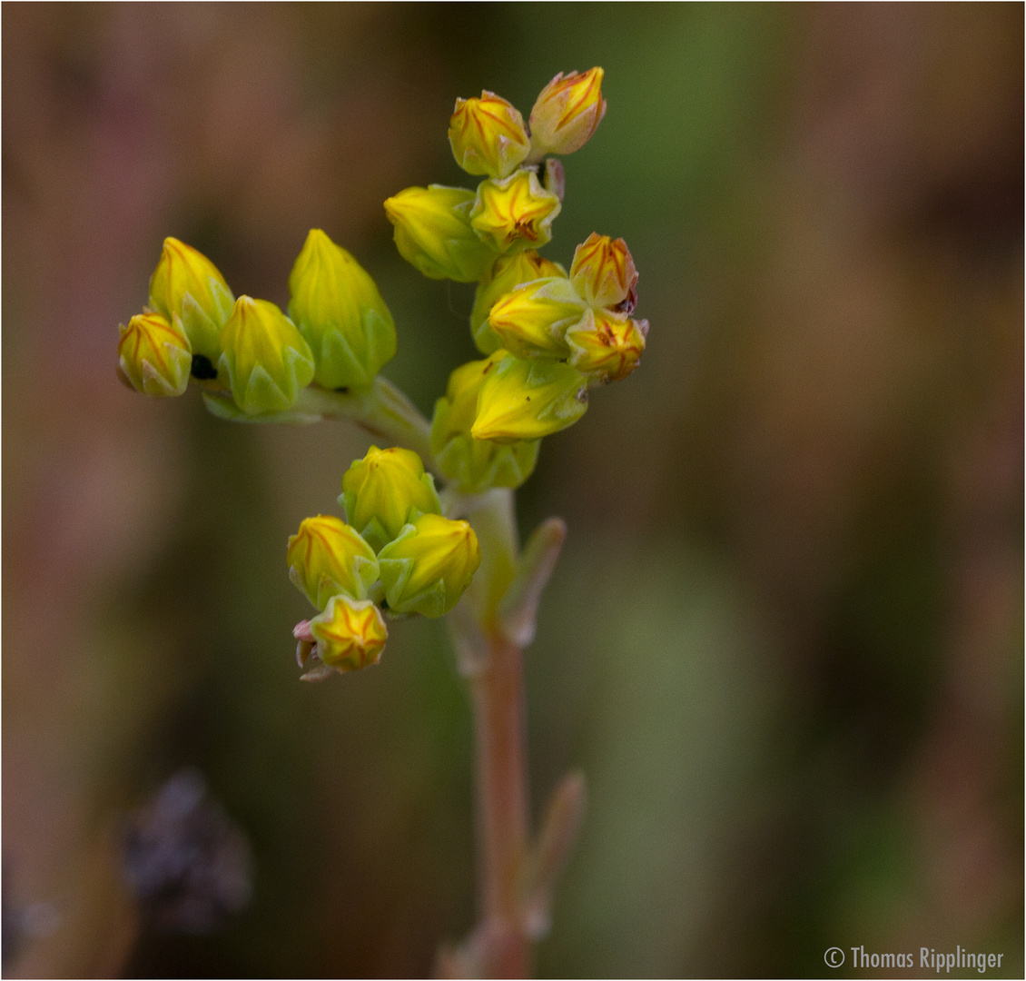 Milder Mauerpfeffer (Sedum sexangulare).