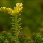 Milder Mauerpfeffer (Sedum sexangulare)