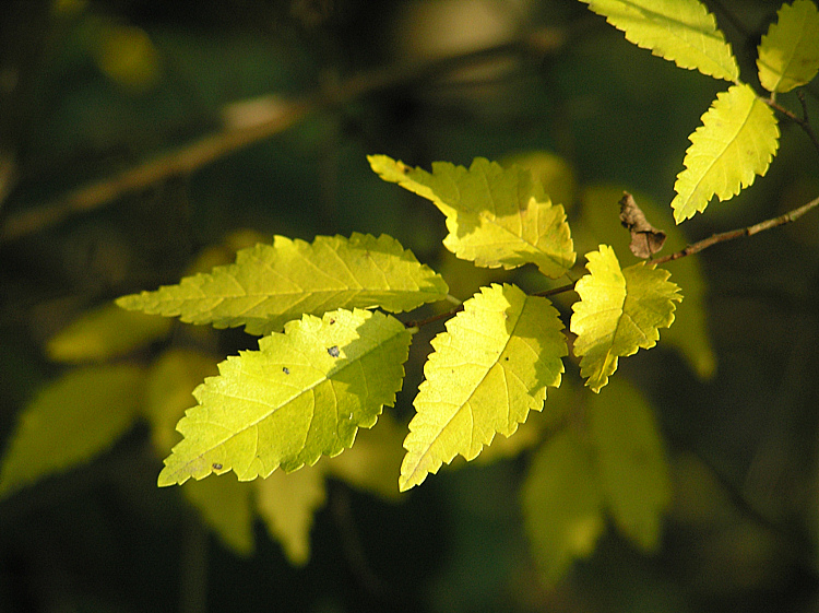 Mildes Herbstlicht