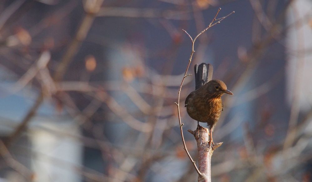 Mildes Winterklima bringt uns