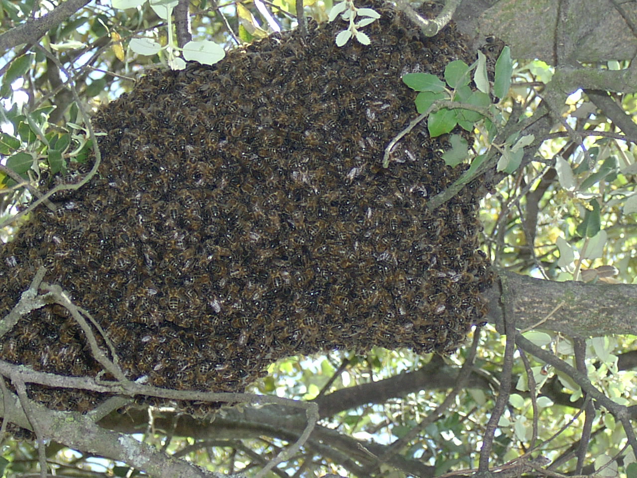 Miles de Abejas sobre la encina de mi Jardin