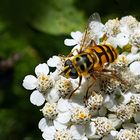 Milesia semiluctifera...