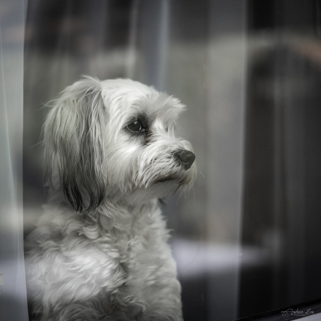 Miley am Fenster