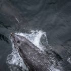 Milford Sound #4