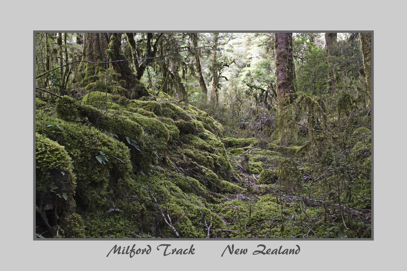 Milford Track 1