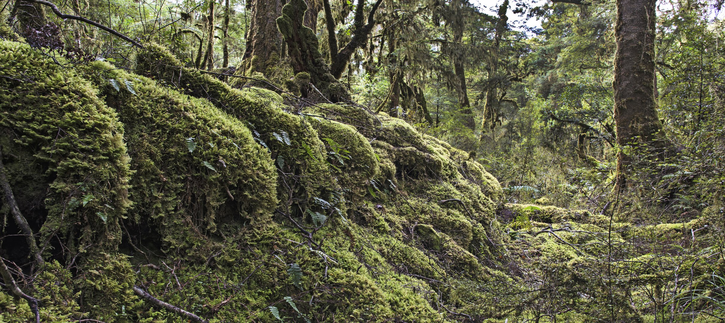 Milford Track