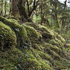 Milford Track