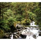 Milford Track, Fiordland