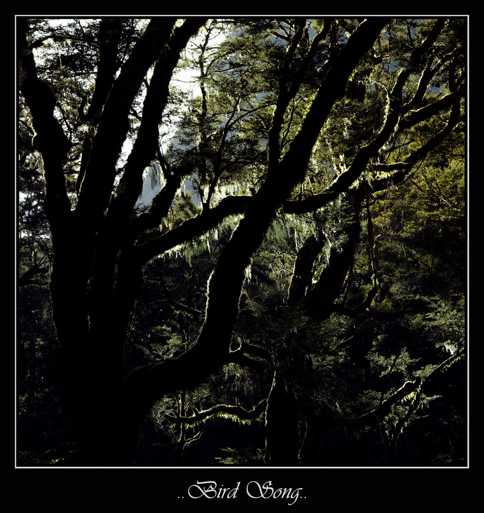 Milford Track Nz