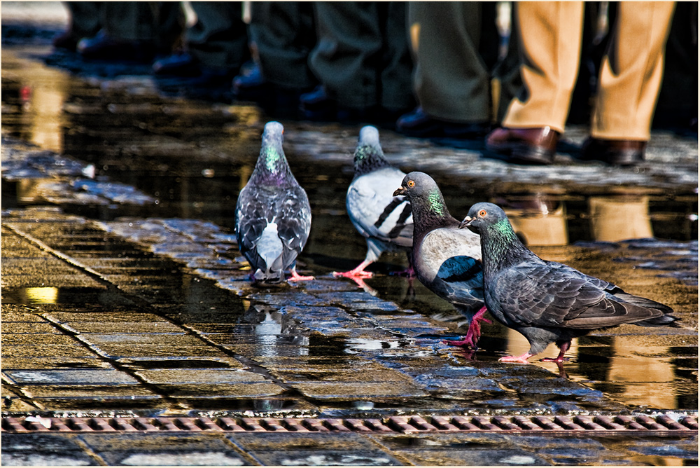 Militärparade