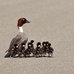 Militanter Tierschutz ;))