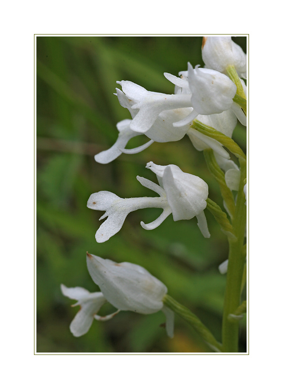 Militaris Albino