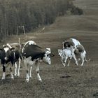 milk cows